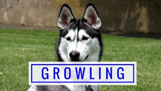 What Does Dog Growling Mean Why Do Dogs Growl And What To Do [upl. by Benedic]