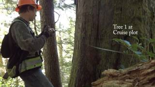 Timber Cruising in salal at Nootka Island BC Canada [upl. by Burrton]