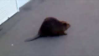 Slavic Beaver Meme Compilation [upl. by Conti]