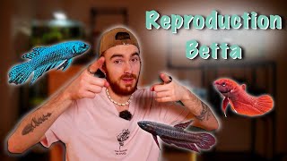 Tout savoir sur la reproduction des BETTA [upl. by Ramel]