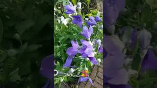 Platycodon Grandiflorus y ytshort ytshortvideo ytshorts ytflower yttrending [upl. by Geer]