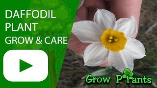 Daffodil plant flower  Grow and care [upl. by Golter]