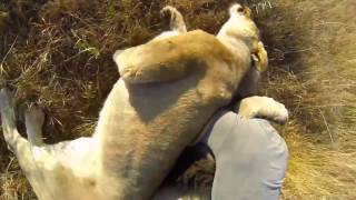 Lion hugs man  Kevin Richardson [upl. by Eladnwahs635]