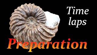 Ammonite preparation Hoplites from Troyes time laps [upl. by Jourdain]