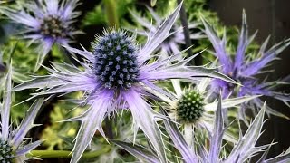 Best Garden Perennials Eryngium Big Blue Sea Holly [upl. by Pandich]