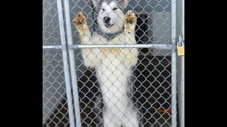 Montana Malamute Rescue [upl. by Einhapets]