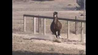 CANADANCE  Hackney Horse Stallion standing at Stud [upl. by Latsryk]