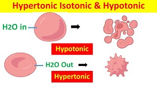 Hypertonic Hypotonic and Isotonic Solutions and Their Effects on Cells [upl. by Imrots]