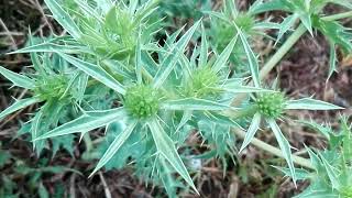 Eryngium campestre Eryngo [upl. by Harat]