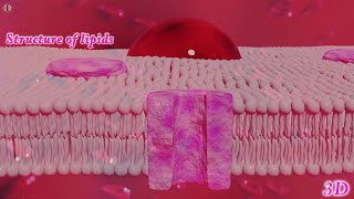 3D Animation Lipids [upl. by Mrots15]