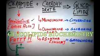 GLYCOLIPIDS  Biochemistry Concepts amp Brief Lipid Classification Cerebrosides Gangliosides etc [upl. by Manly677]