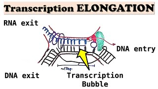 Prokaryotic Transcription ELONGATION  RNA polymerase movement via Brownian Ratchet Motion [upl. by Aznerol]