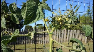 The Best Inexpensive Tomato Trellis Ever [upl. by Arrol]