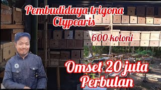 Pembudidaya lebah trigona clypearis 600 koloni omset 20 jt perbulan wooo [upl. by Ahsini]