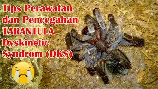 Tips Perawatan amp Pencegahan Tarantula yang terkena Dyskinetic Syndrom DKS [upl. by Sirromal]