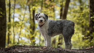 Comparing Old English Sheepdog vs Border Collie Breed Comparison [upl. by Pond]