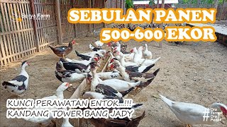 SEBULAN PANEN 500600 EKOR ENTOK  Kunci Perawatan Entok Kandang Tower Bang Jady [upl. by Chancellor987]