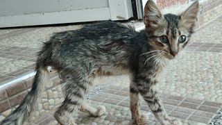 Emaciated scared kitten Motherless baby kitten Blides kitten 💔 escaping cat all in this video [upl. by Ehudd]