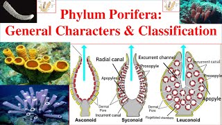 Porifera  Phylum Porifera  Porifera General characters and Classification  Sponges [upl. by Wolbrom482]