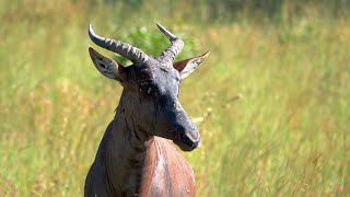 Tsessebe the fastest Antelope in Africa [upl. by Golding772]