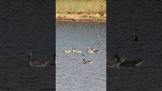 North Cave Wetlands [upl. by Ahsenad24]