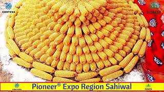 Spring Corn Hybrids Seeds Expo by Corteva Agriscience Pakistan [upl. by Aletha]