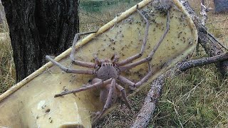 Facts About The Huntsman Spider [upl. by Bessie566]