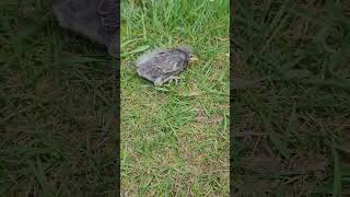 Cute European Starling Sturnis Vulgaris fledglings have left the nest birds fledgling wildlife [upl. by Esirrehc]