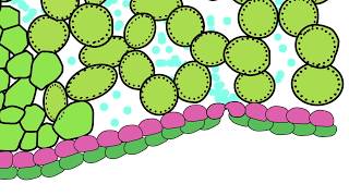 Diffusion in Plants [upl. by Dow49]