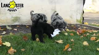 Playful Bernedoodle Puppies [upl. by Casaleggio627]