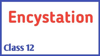 Encystation [upl. by Osrock191]