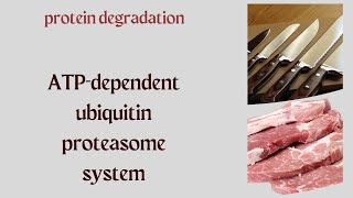 388 ATP dependent ubiquitin proteasome degradation [upl. by Tevlev]