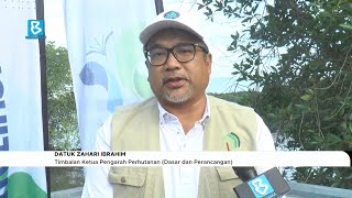 JPSM tanam 500 anak pokok bakau di Hutan Simpan Sungai Merbok [upl. by Arhoz492]