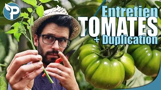 GOURMAND TOMATE  Double tes récoltes [upl. by Emirac]