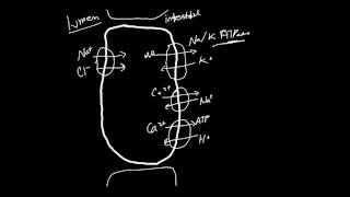 Thiazide Diuretics Made Simple [upl. by Mongeau]