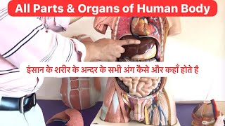 Full Video Human body Parts Liver Kidney Heart Lungs Small Intestine Large Intestine Stomach [upl. by Essa548]