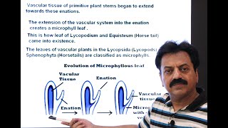 First Year  Chapter 9  Kingdom Plantae  Part 8  Evolution of Leaf  Microphyll amp Megaphyll Leaf [upl. by Ina598]