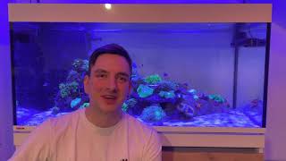 Korallen VLOG 1 — Lobophyllia  reefinstructor92 [upl. by Libb]