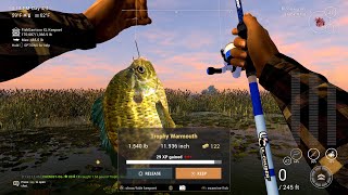 Trophy Warmouth Guide  Everglades  Fishing Planet [upl. by Dnalyar619]