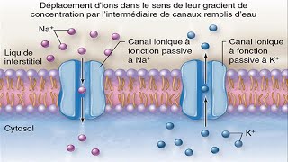 Capsule 25BTransport membranaire [upl. by Clapper]