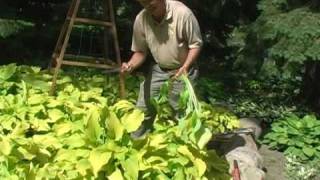 Digging and Dividing Hostas Part 2 Proper Digging [upl. by Ayekal400]