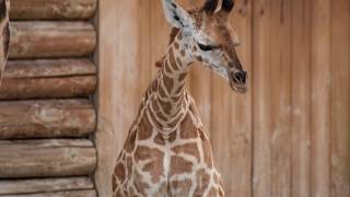 Besuch in Knies Kinderzoo Rapperswil ZH  Giraffenkinder 2017 [upl. by Fidelio]