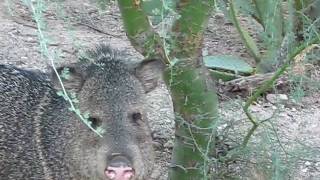 Javelina Collared Peccary Tucson Arizona USA [upl. by Tibbetts]