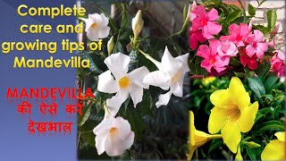 Care of Mandevilla Plant Complete care and growing tips of Mandevillaफूलों से भरा रहेगा [upl. by Orlina]