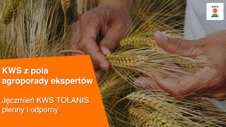 Jęczmień KWS TOLANIS plenny i odporny  KWS z pola AGROPORADY EKSPERTÓW [upl. by Aronson]