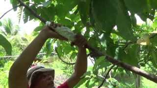 Pikin Sranan biofarm Marcotteren Avocadoboom [upl. by Ahcire]