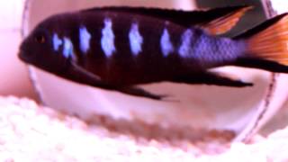 African Cichlid Species  Metriaclima sp Elongatus Chewere Part 2 [upl. by Loyce]