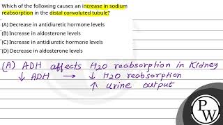 Which of the following causes an increase in sodium reabsorption in the distal convoluted tubule [upl. by Idette]