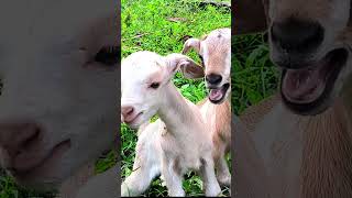 goat babies funny animals [upl. by Arrad]