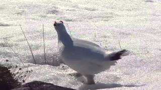 Rock Ptarmigan [upl. by Jamil979]